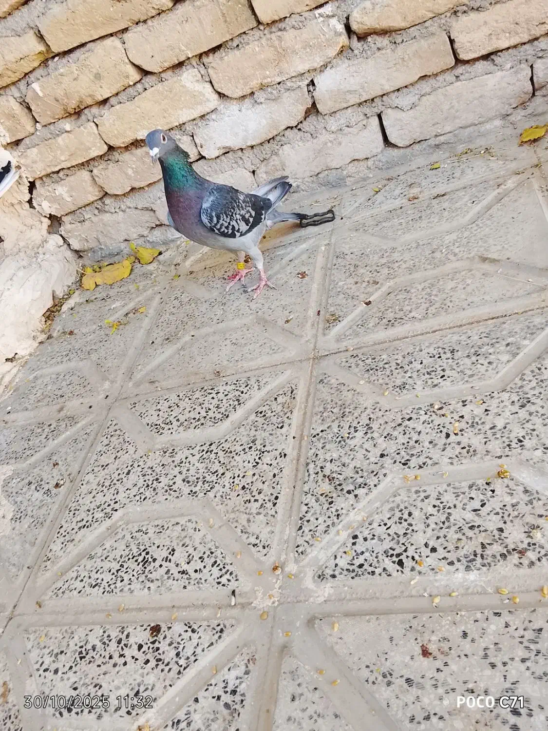 کفتر|پرنده|زاوه, |دیوار