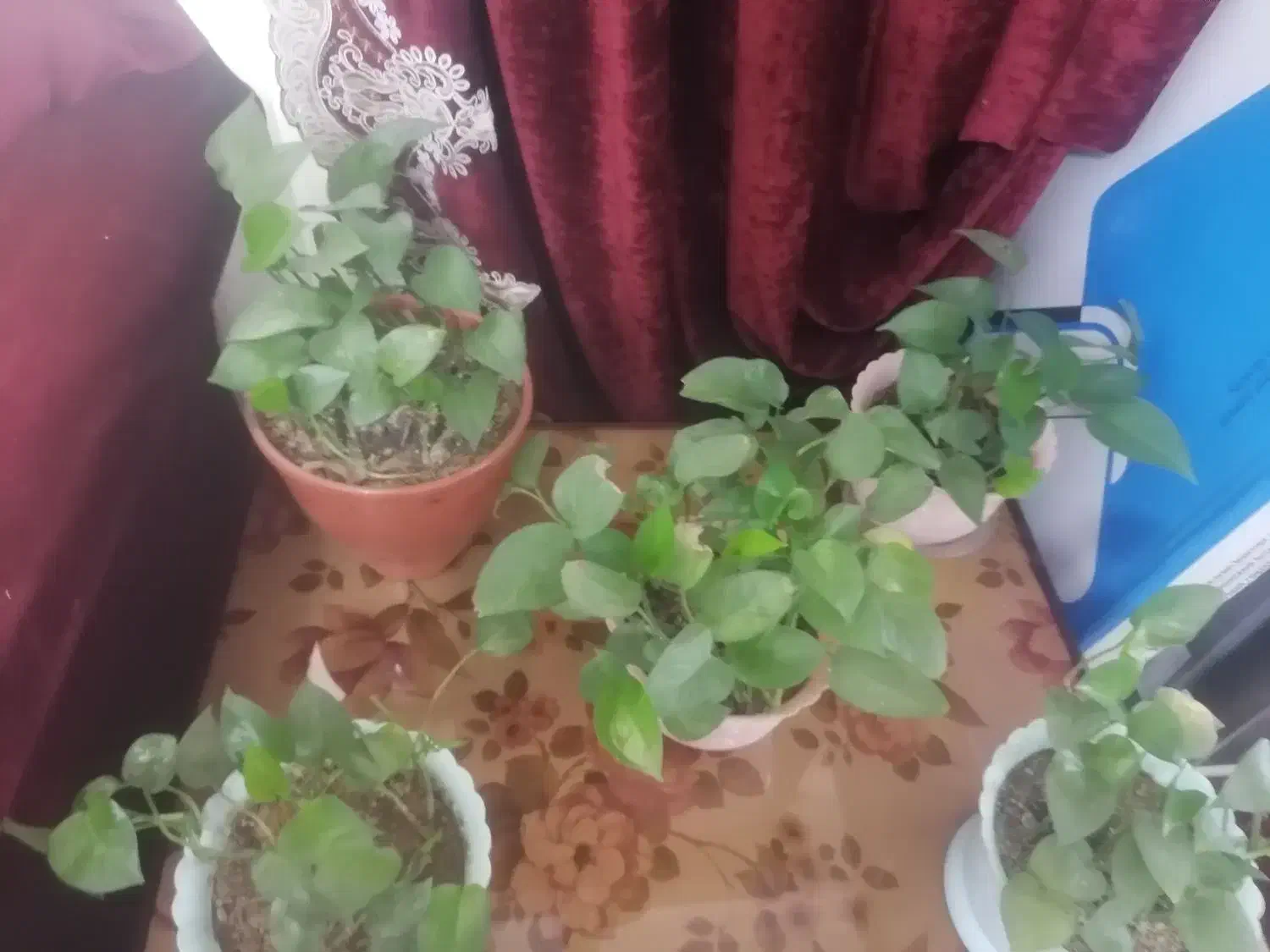 گل پتوس|گل و گیاه طبیعی|هشتگرد, فاز ۷ مهستان|دیوار