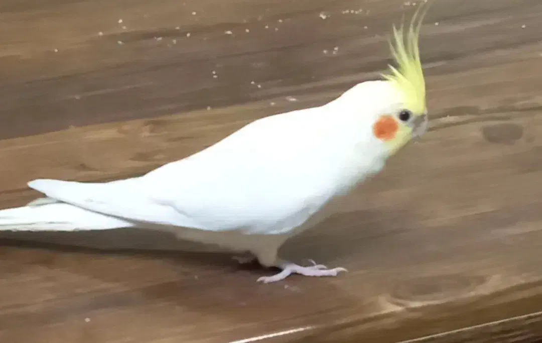 گمشده|پرنده|تربت جام, فاز ۳ فرهنگیان|دیوار