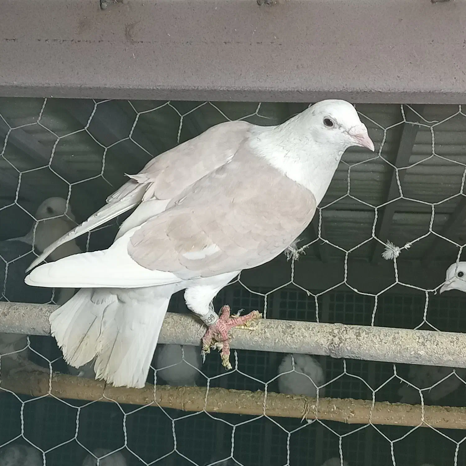 پشت گراف کفتر|پرنده|مینودشت, |دیوار