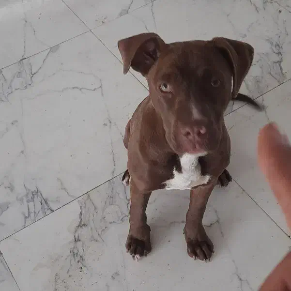 واگذاری توله پیت بول اورج|سگ|فردوسیه, |دیوار