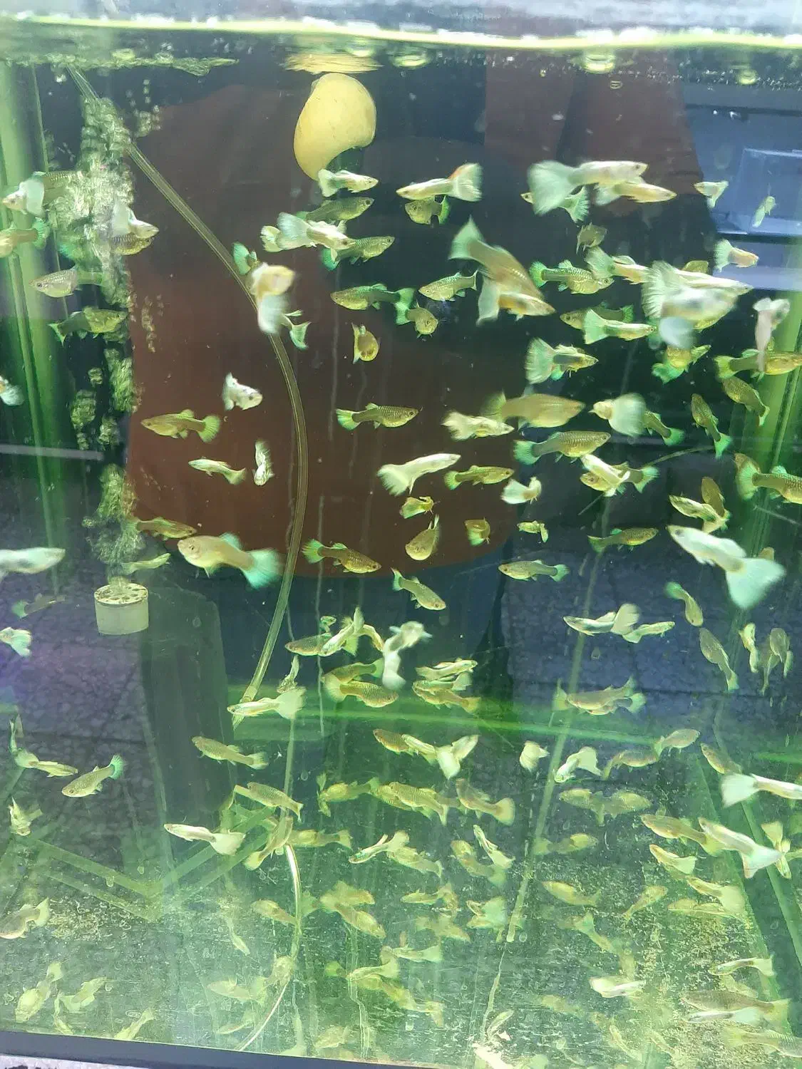 گوپی مولد درشت|ماهی|اصفهان, فجر|دیوار