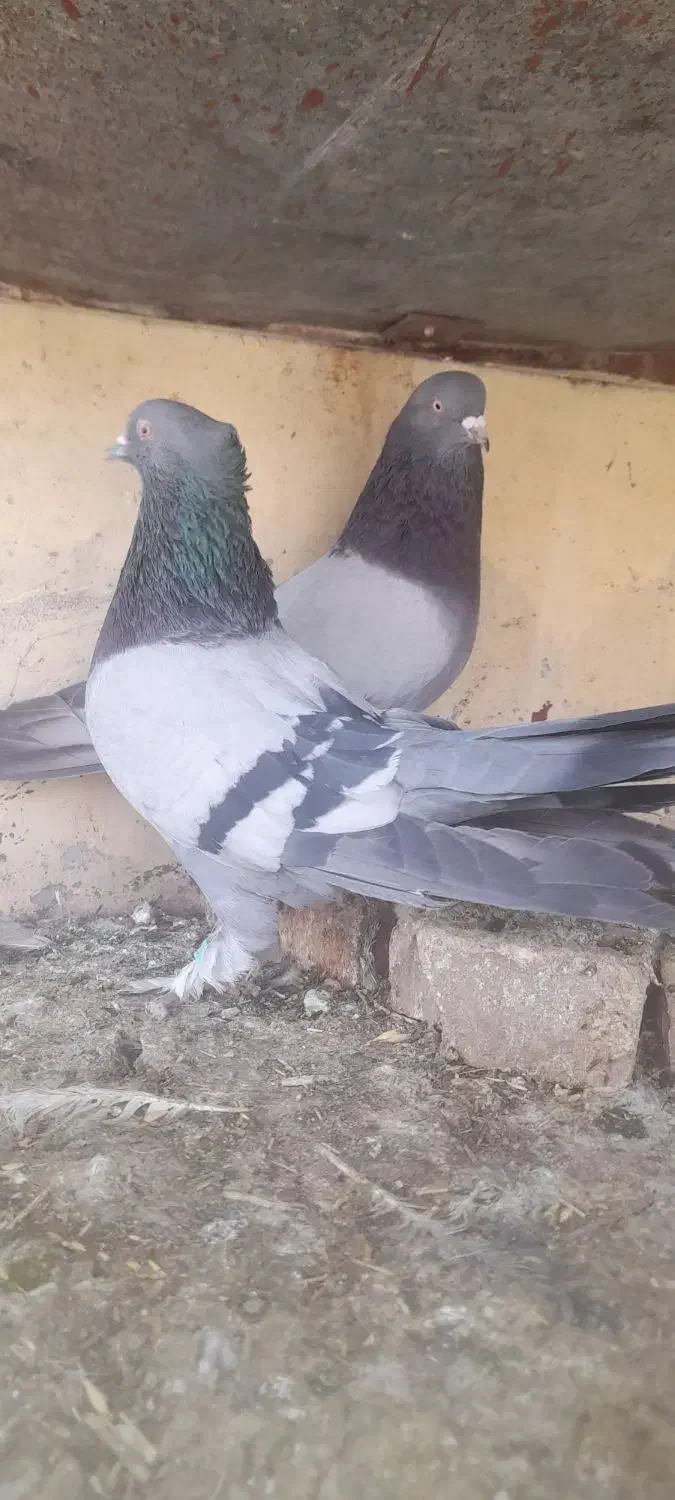 کبوتر نر و ماده|پرنده|خمینی‌شهر, |دیوار