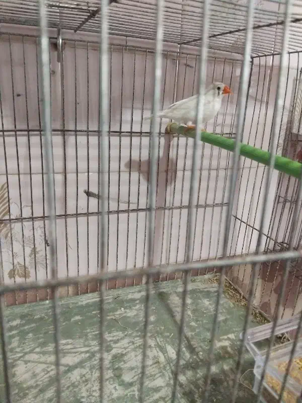 یک جفت فنچ|پرنده|مشگین شهر, |دیوار