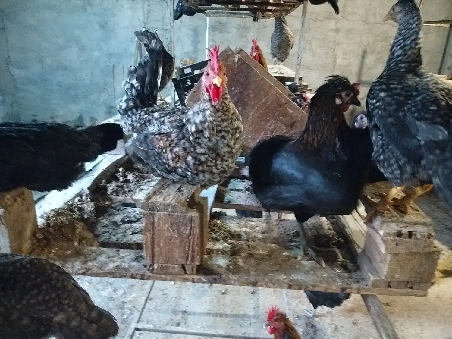 مرغ تخمگذار محلی|حیوانات مزرعه|اهواز, شهرک برق|دیوار