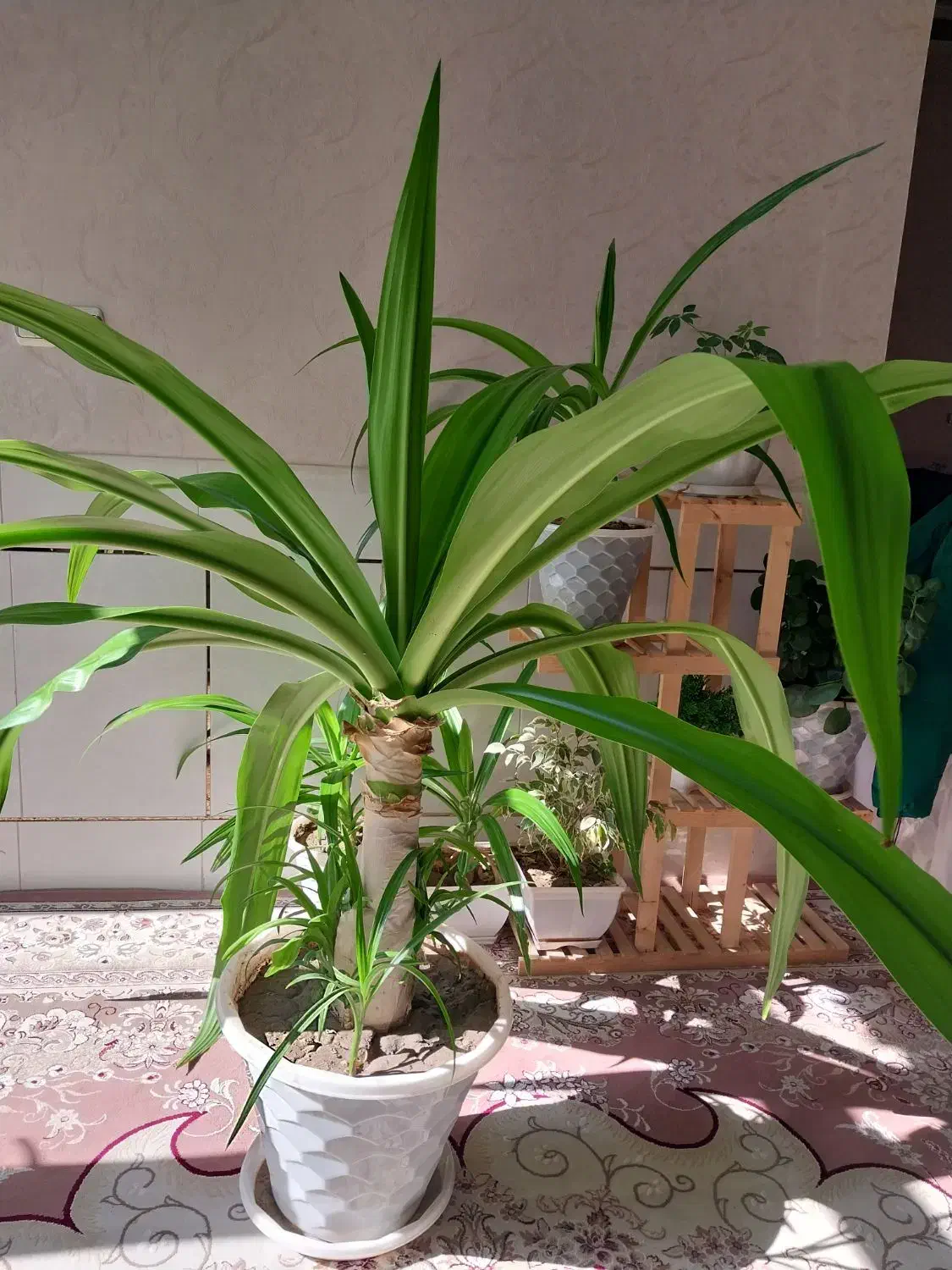 گل اشک ملکه|گل و گیاه طبیعی|اصفهان, ارداجی|دیوار