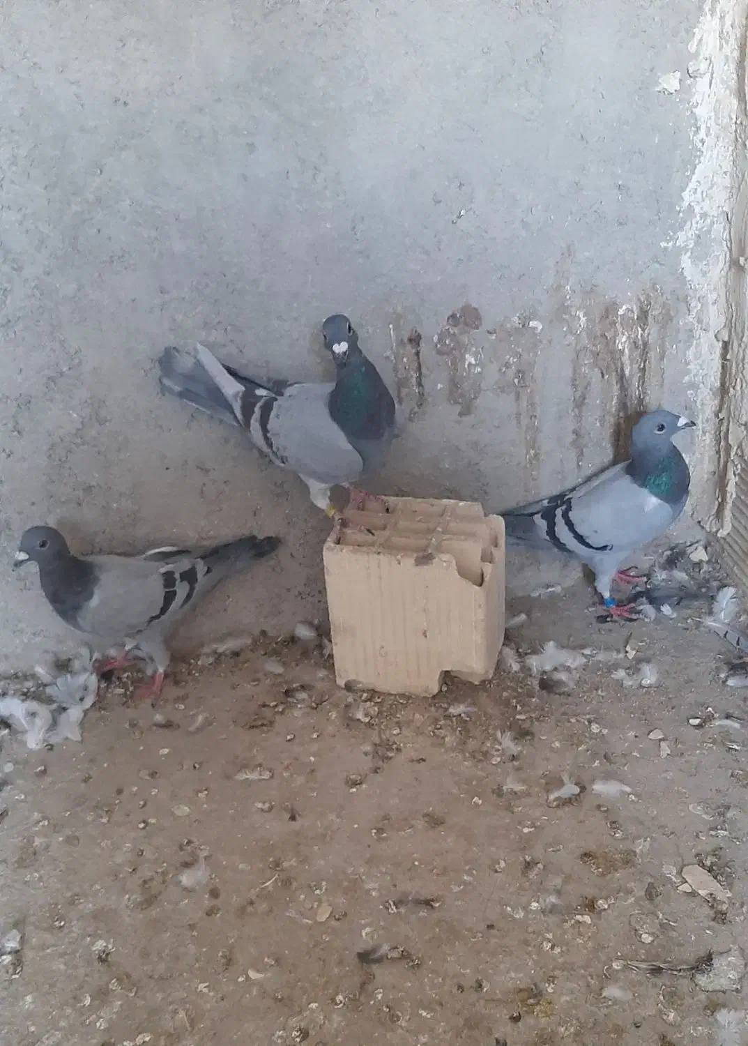کفتر پلاکی دست اولی نر|پرنده|شیراز, میانرود|دیوار