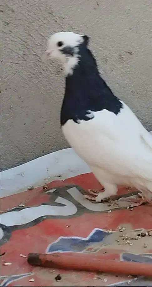 کفتر سینه وطوقی|پرنده|داراب, |دیوار