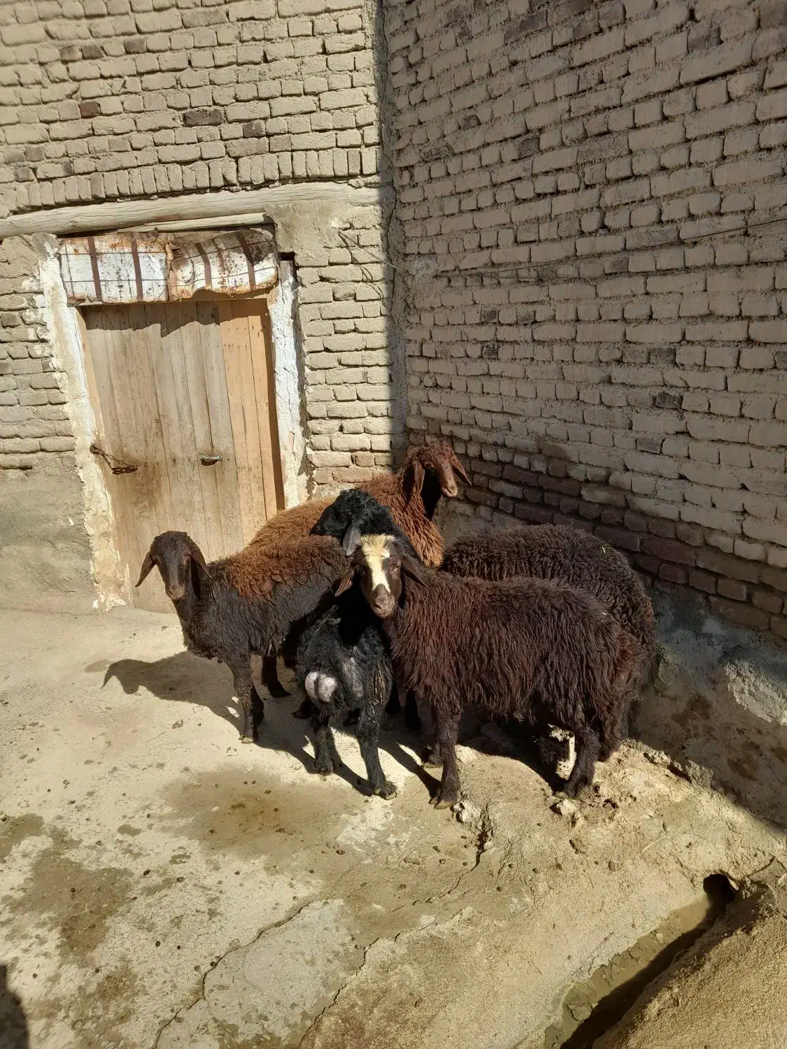 گوسفند (نر)|حیوانات مزرعه|محمدیار, |دیوار