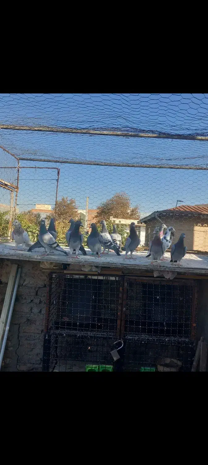 کبوتر|پرنده|گنبد کاووس, |دیوار