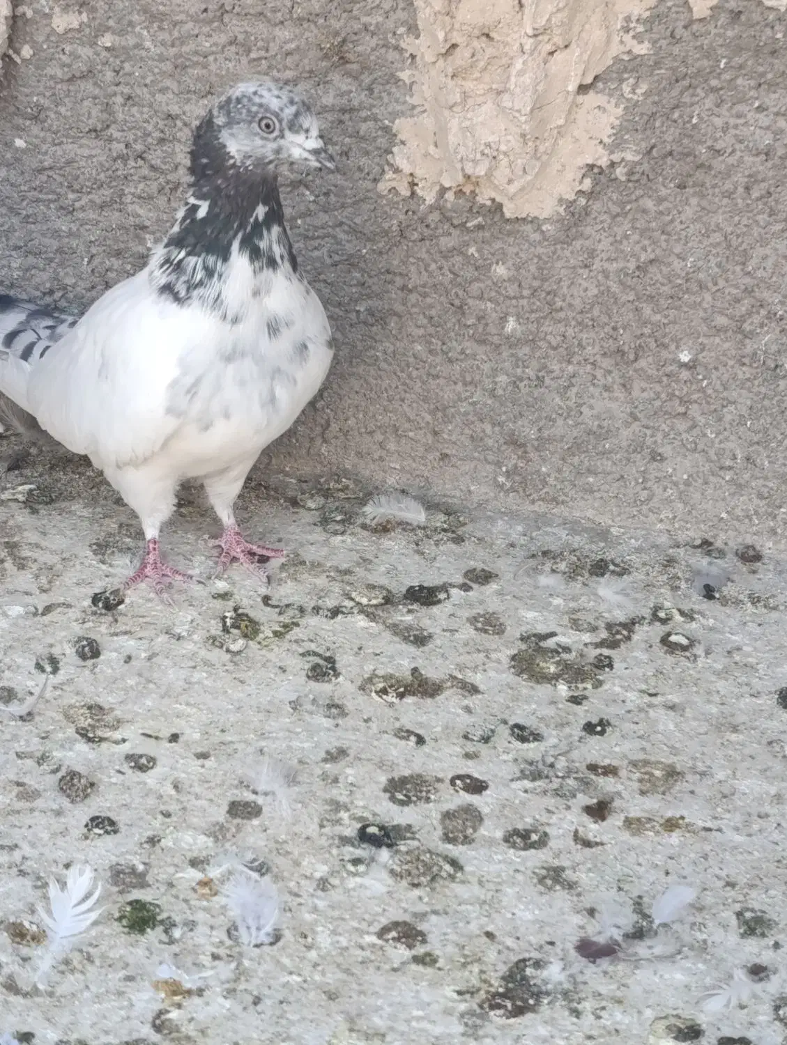 کبوتر|پرنده|یزد, |دیوار