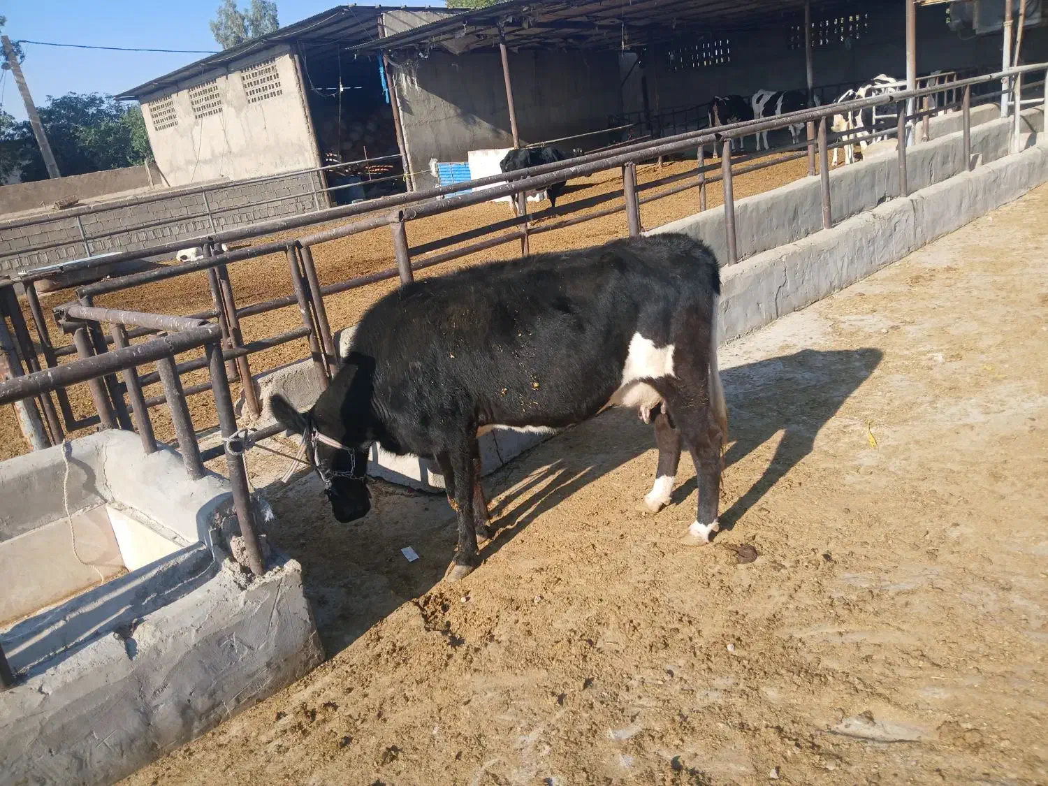 شنگول شکم اول|حیوانات مزرعه|مسجد سلیمان, |دیوار