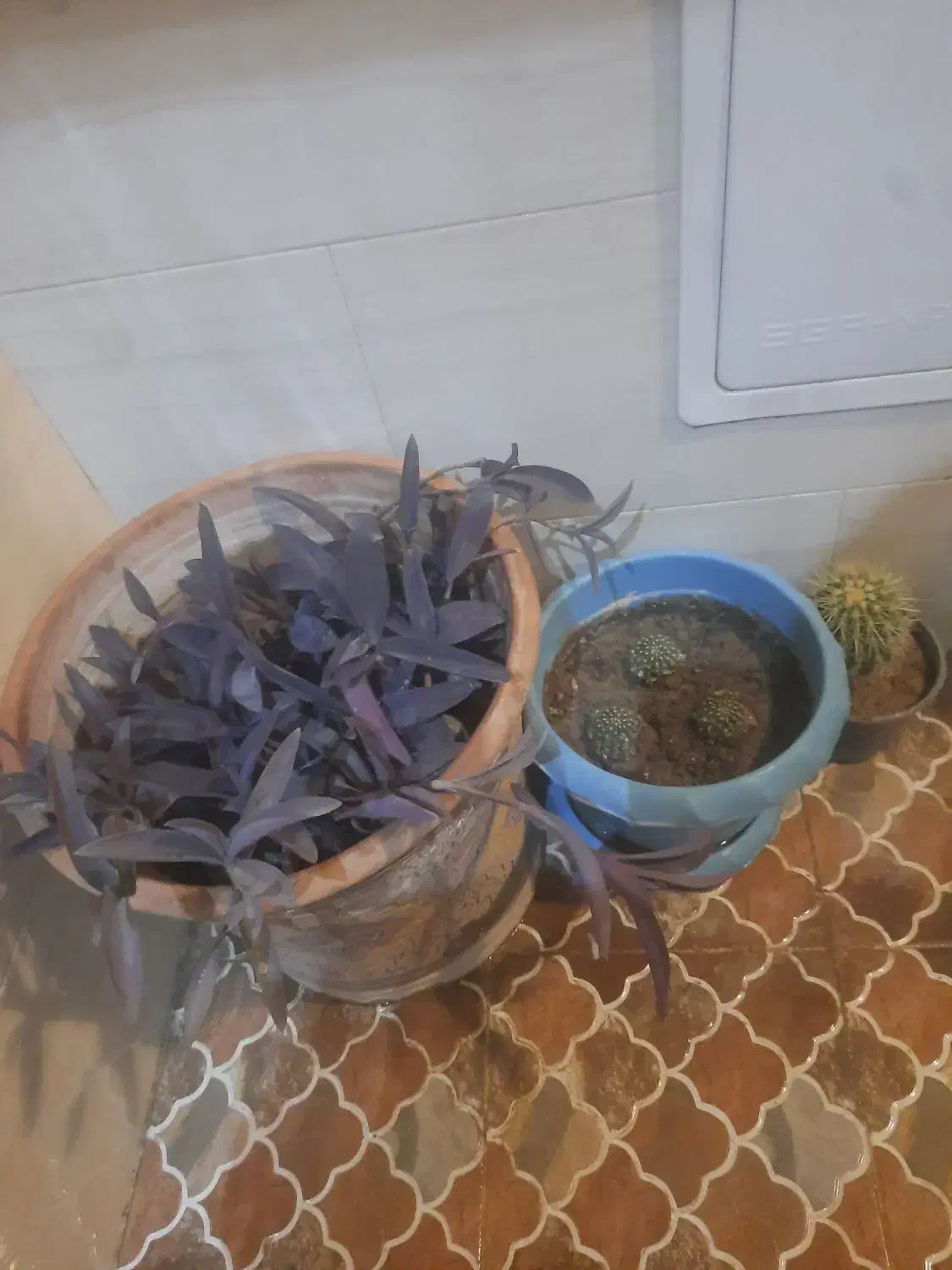 فروش گل و گلدان حراج ارزان|گل و گیاه طبیعی|اصفهان, باغ فدک|دیوار