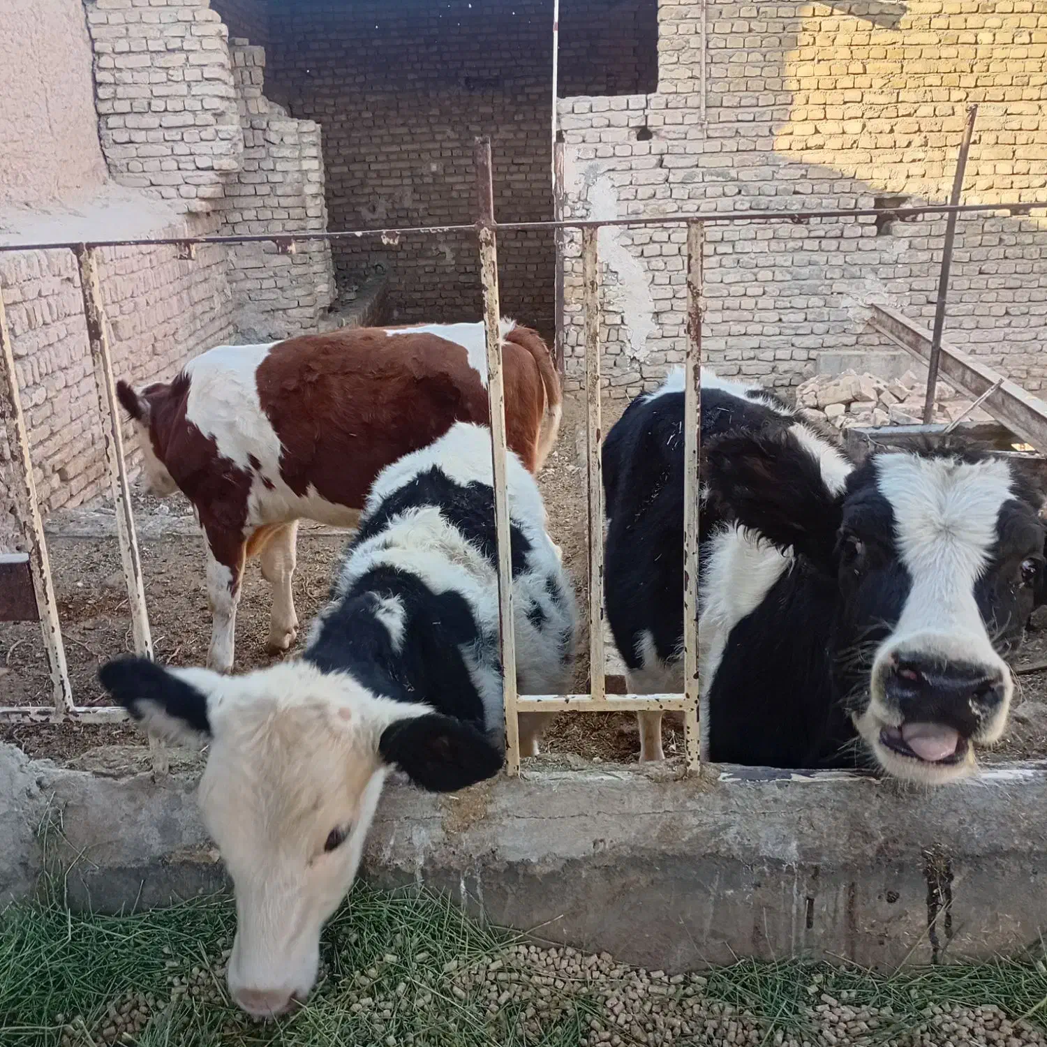 گوساله نر|حیوانات مزرعه|زاوه, |دیوار