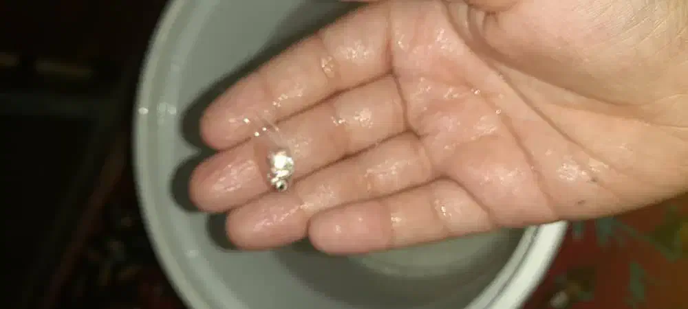 کالر ویدو سفید|ماهی|دزفول, |دیوار