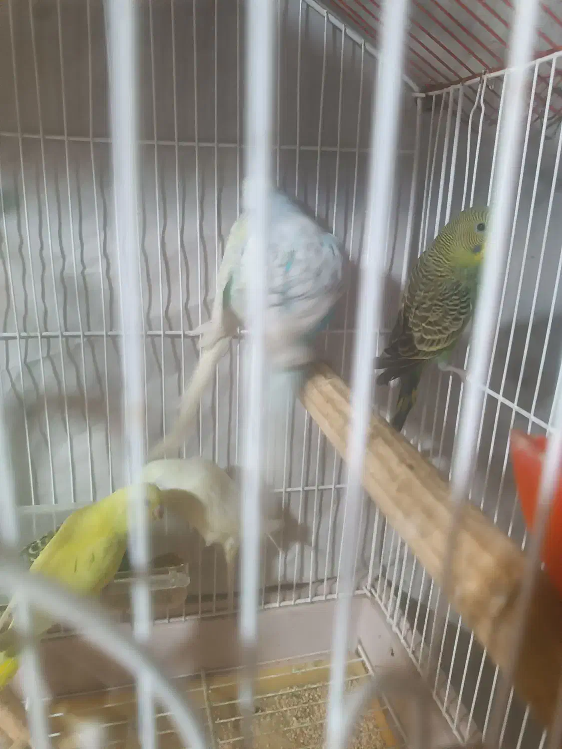 مرغ عشق|پرنده|جیرفت, |دیوار