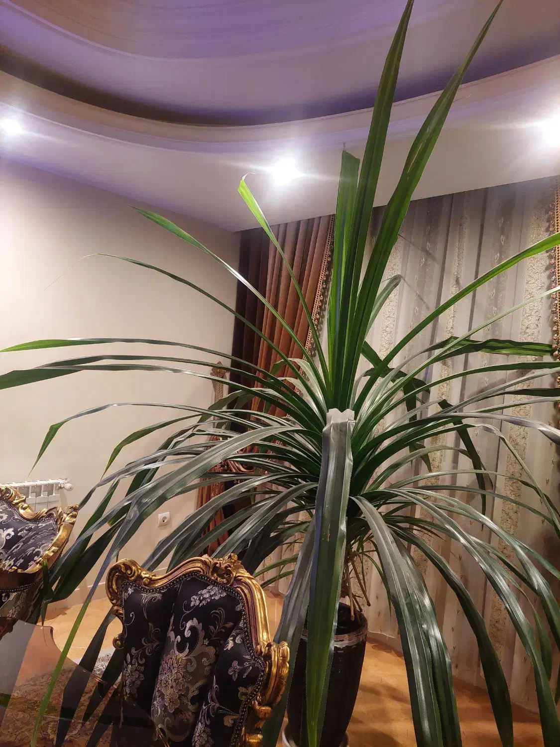 گل پاندانوس ۱۵ ساله|گل و گیاه طبیعی|کرج, گوهردشت|دیوار