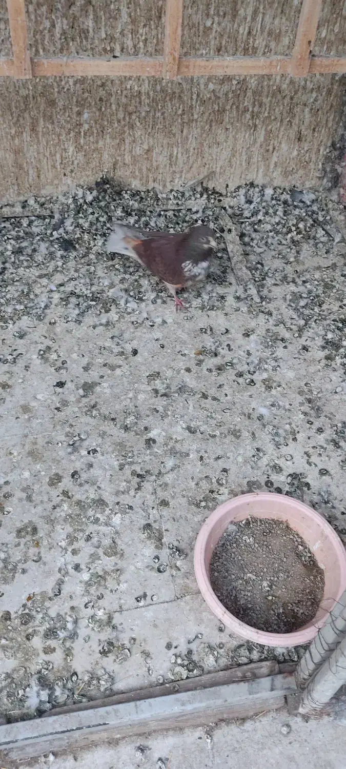 کبوتر غریبگیری|پرنده|تهران, شادآباد|دیوار