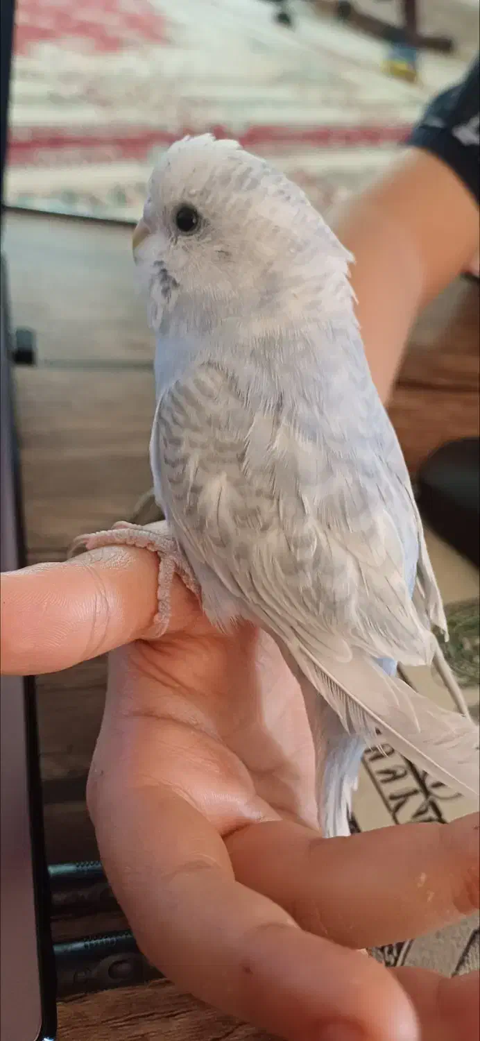 مرغ عشق گم شده ابرو بادی رنگ یاسی ابی|پرنده|داراب, |دیوار