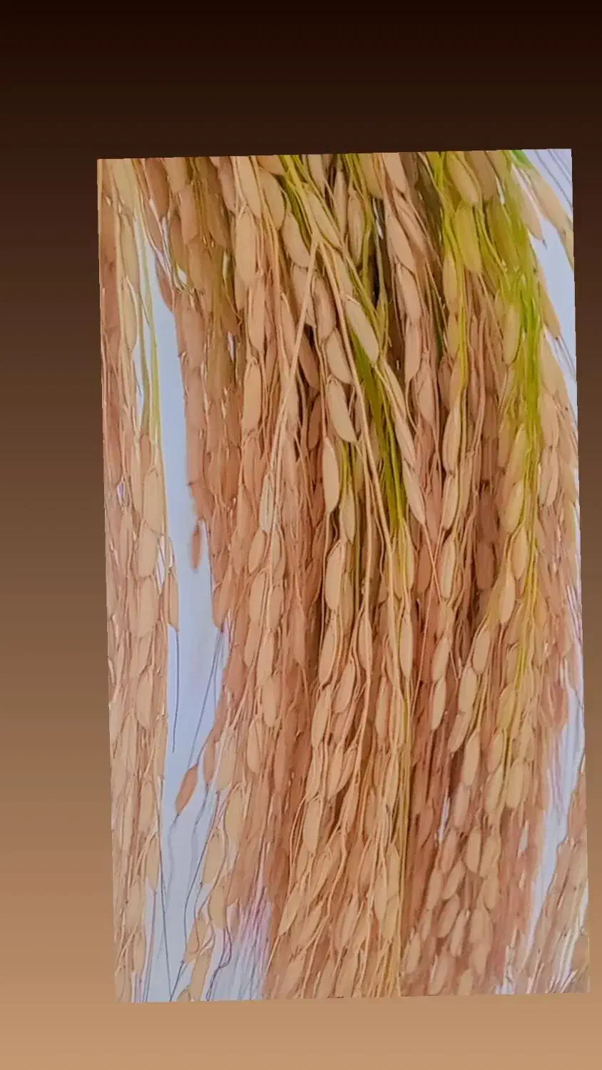 برنج هاشمی دررود|عمده‌فروشی|آبش احمد, |دیوار