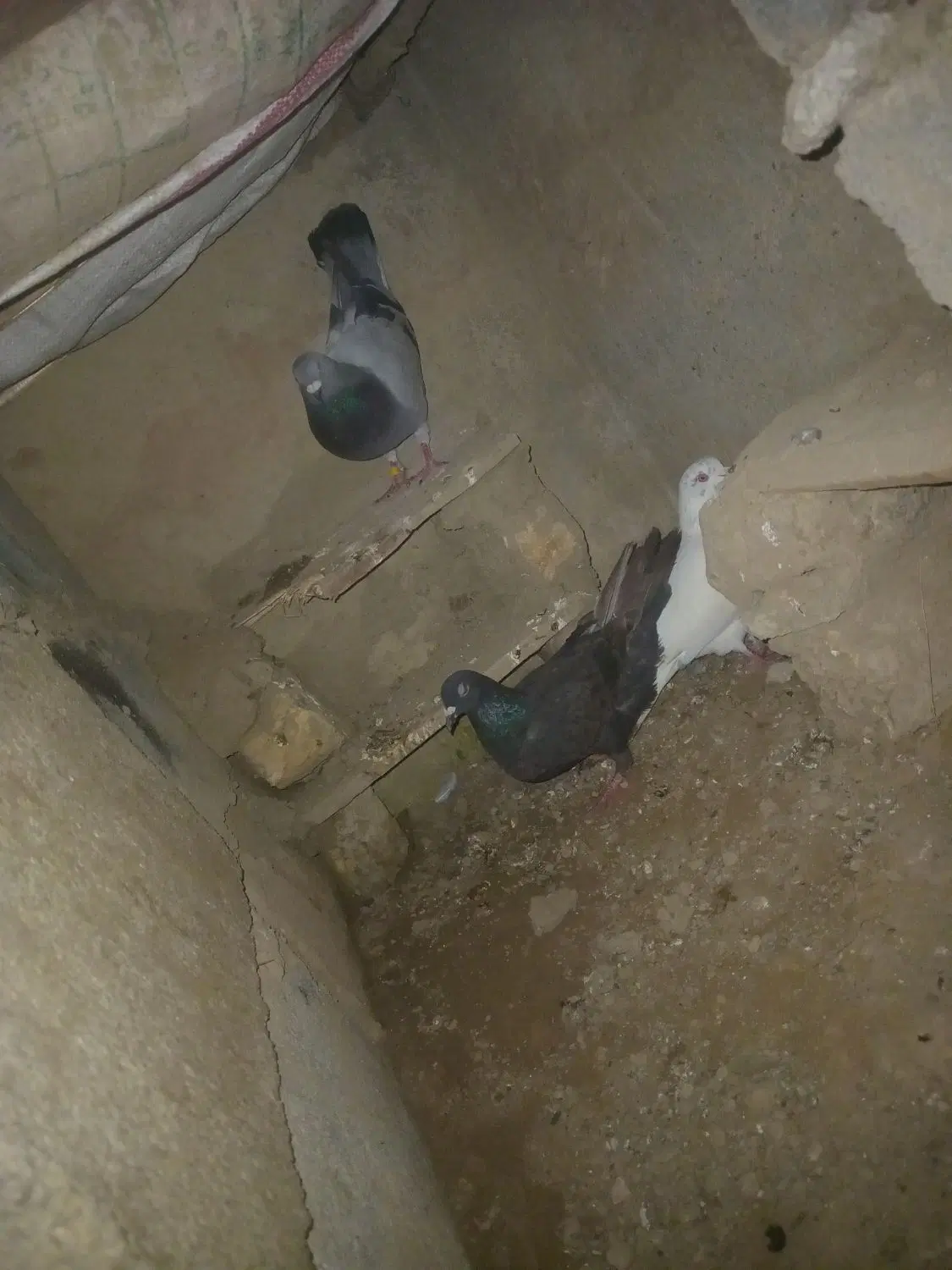 کفتر|پرنده|شیروان (خراسان), |دیوار