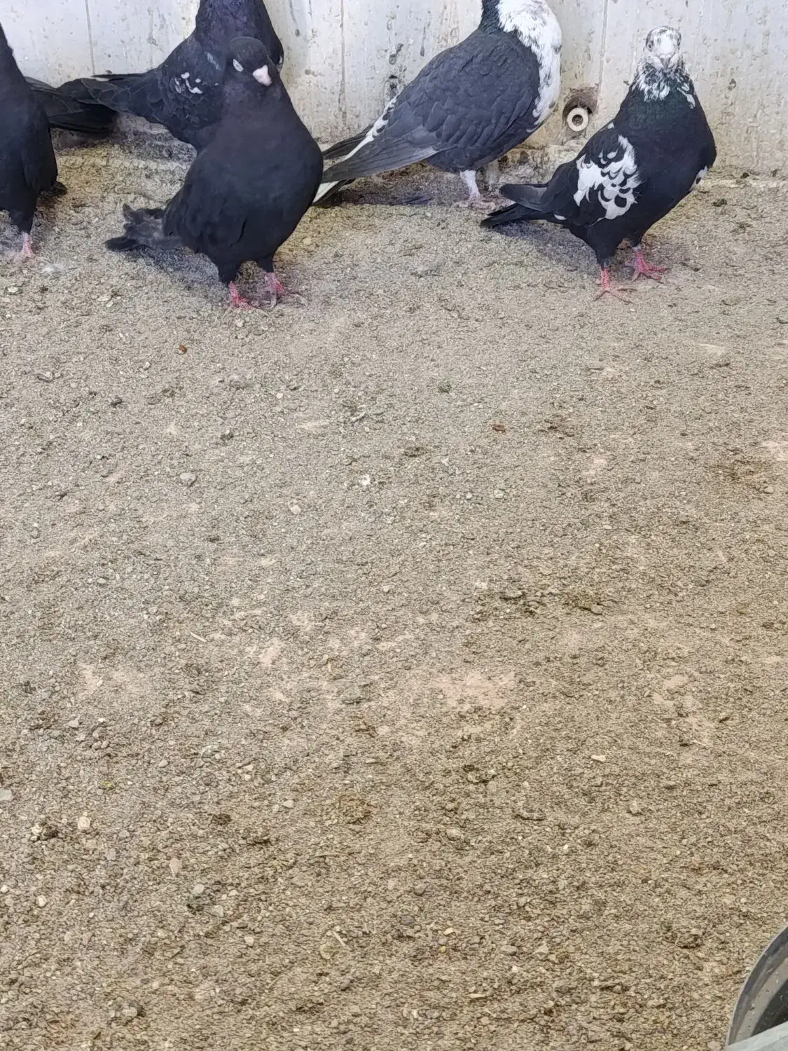 کبوتر|پرنده|خاش, |دیوار