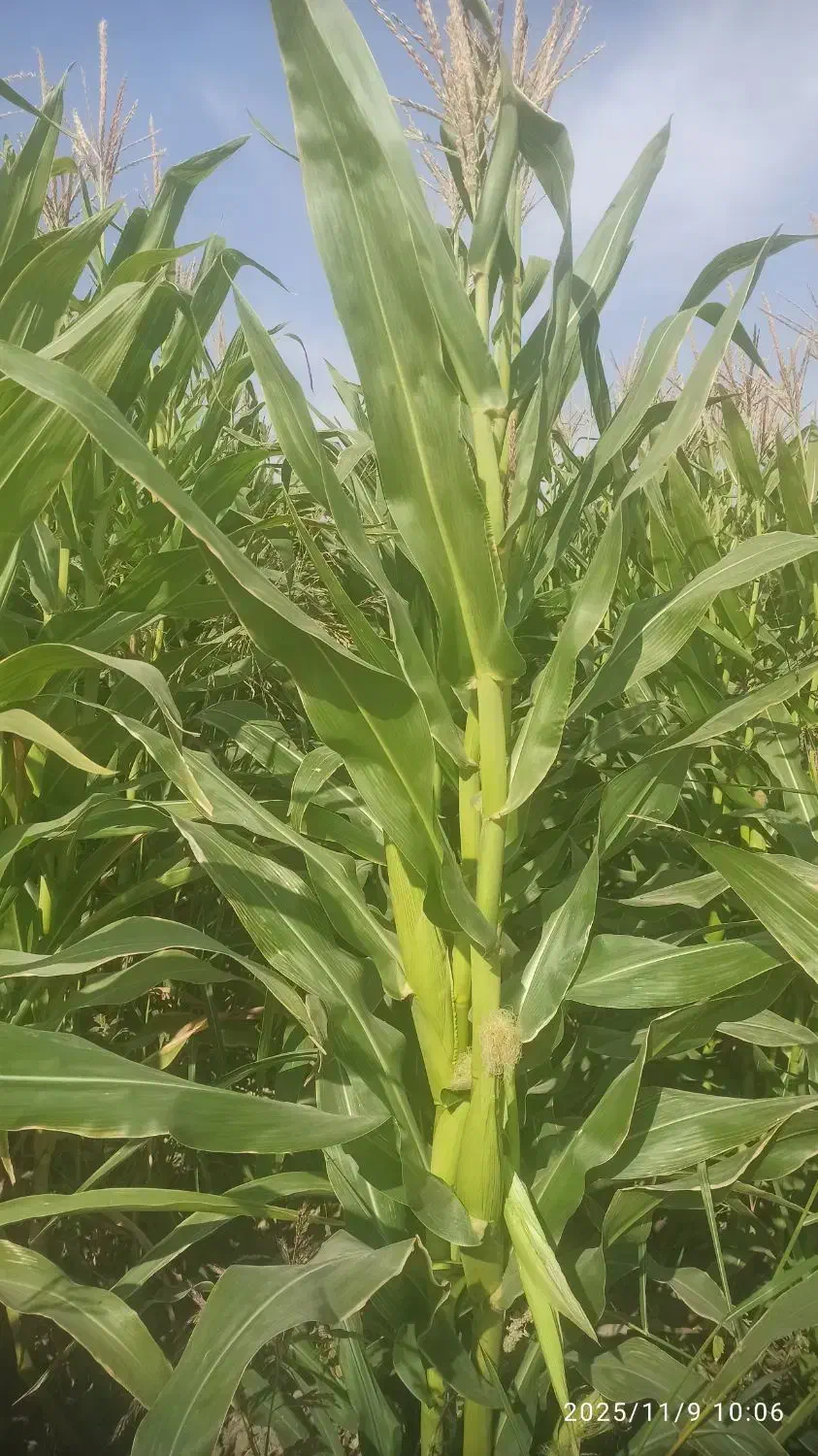 ذرت علوفه ای|خدمات باغبانی و درختکاری|بانش, |دیوار