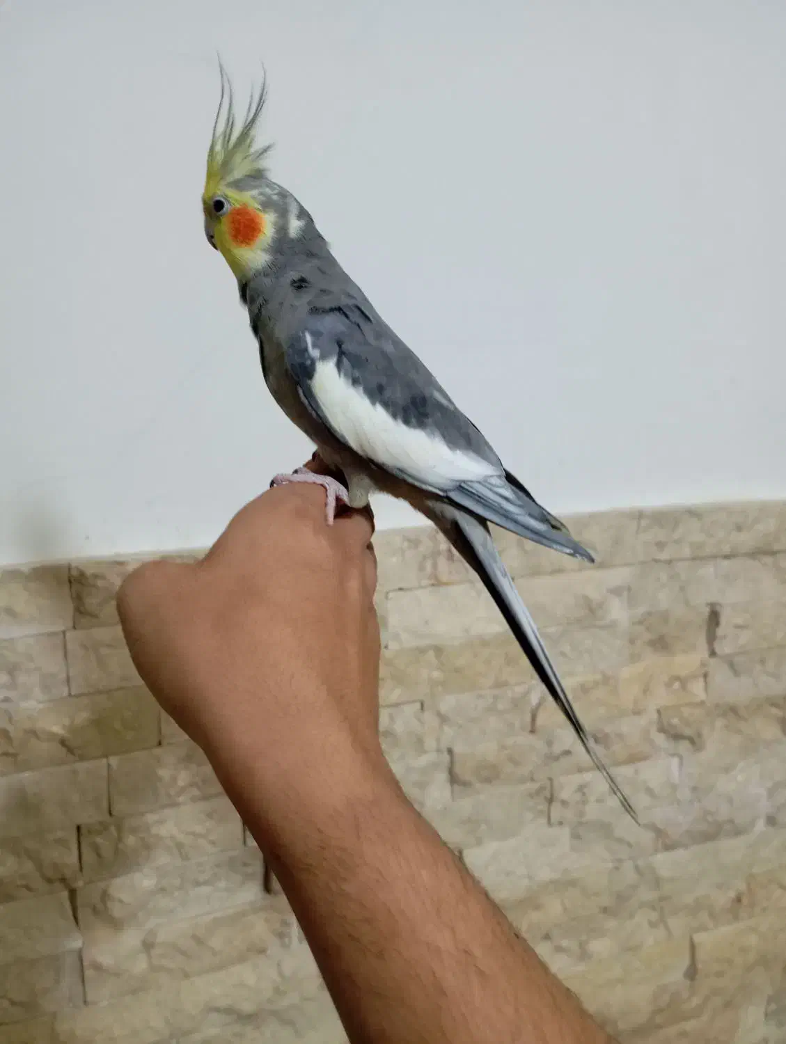 عروس هلندی نر مست دستی|پرنده|اسلام‌شهر, شهرک سالور|دیوار