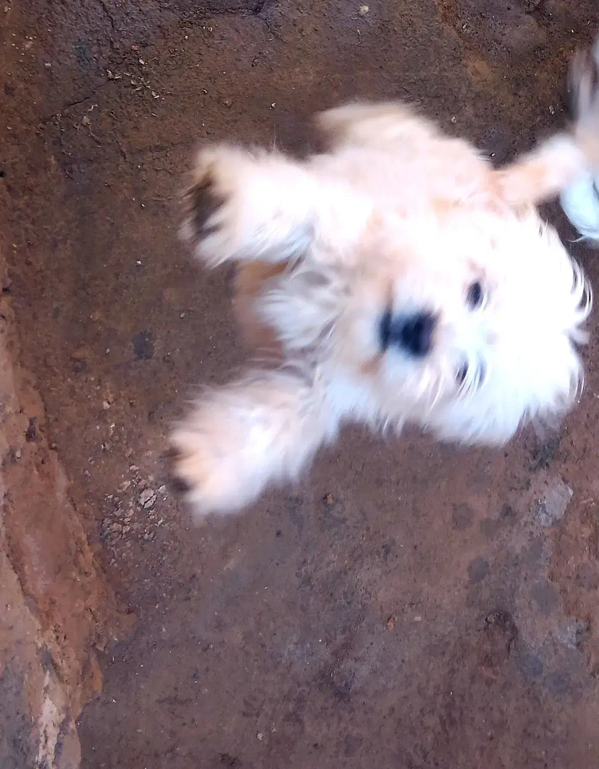 با سلام از برنامه دیوار|سگ|چناران, |دیوار