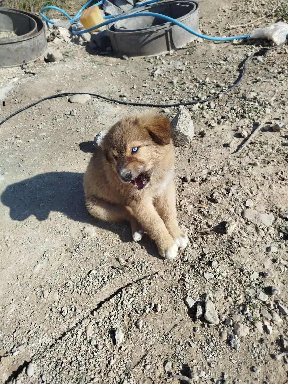 سگ نژاد دار|سگ|فیروزآباد (فارس), |دیوار