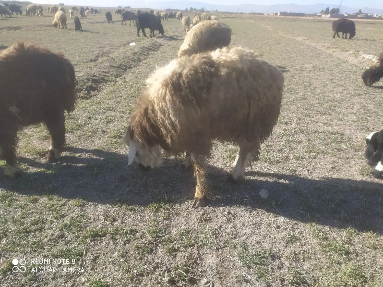 فروش کهره وبره|حیوانات مزرعه|مرودشت, محمد آباد|دیوار