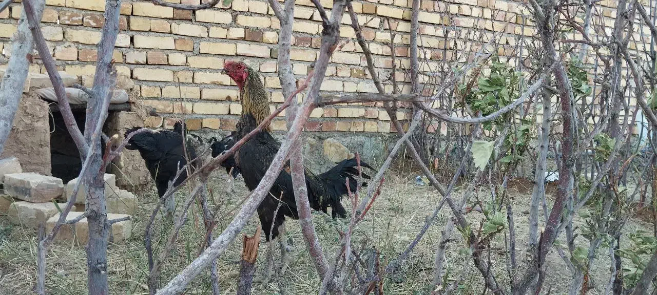 تخم لاری نطفه دار|حیوانات مزرعه|قم, شهر قائم|دیوار