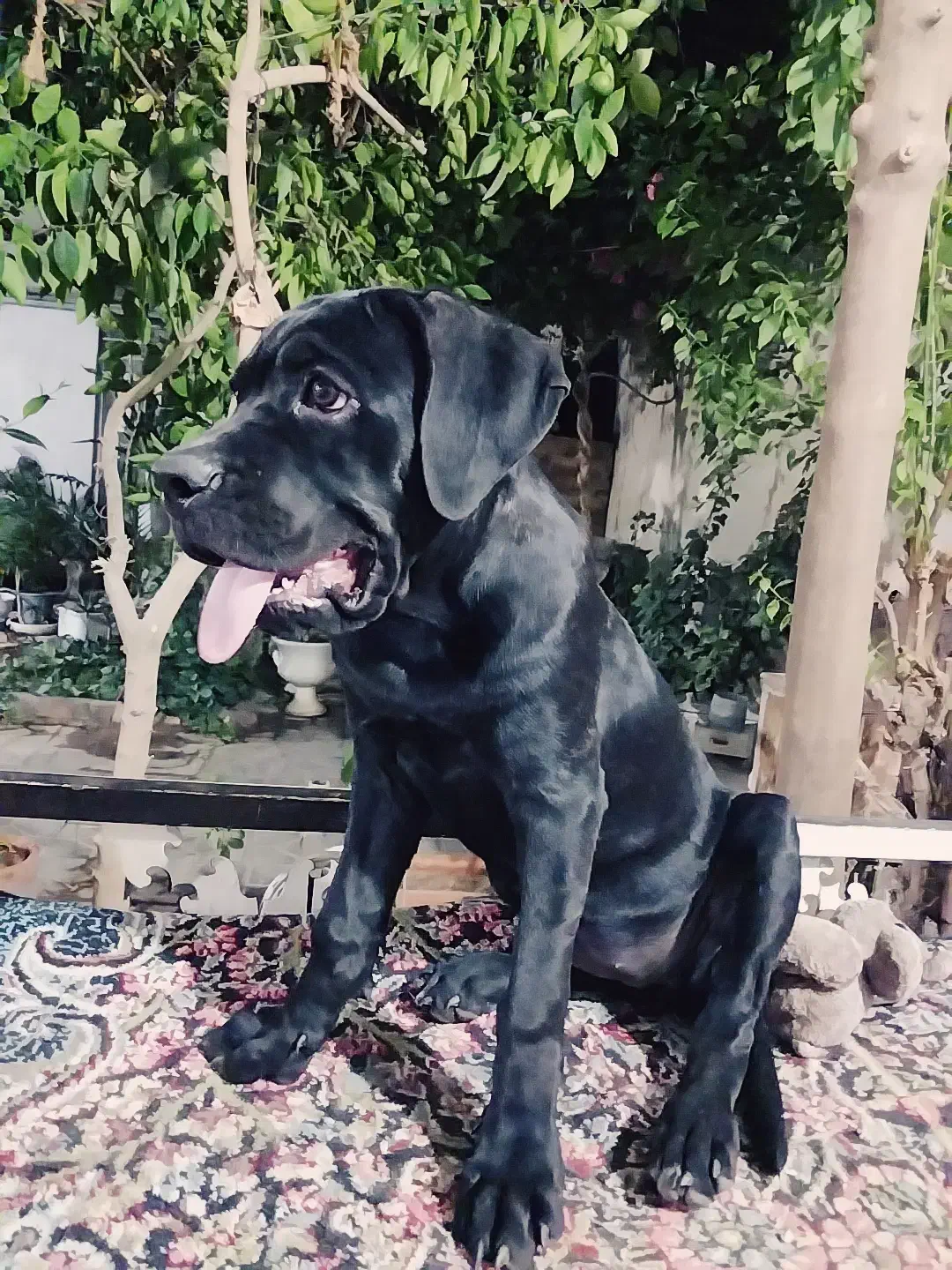 کنکوسو آموزش دیده فول کیفیت|سگ|کرمان, |دیوار