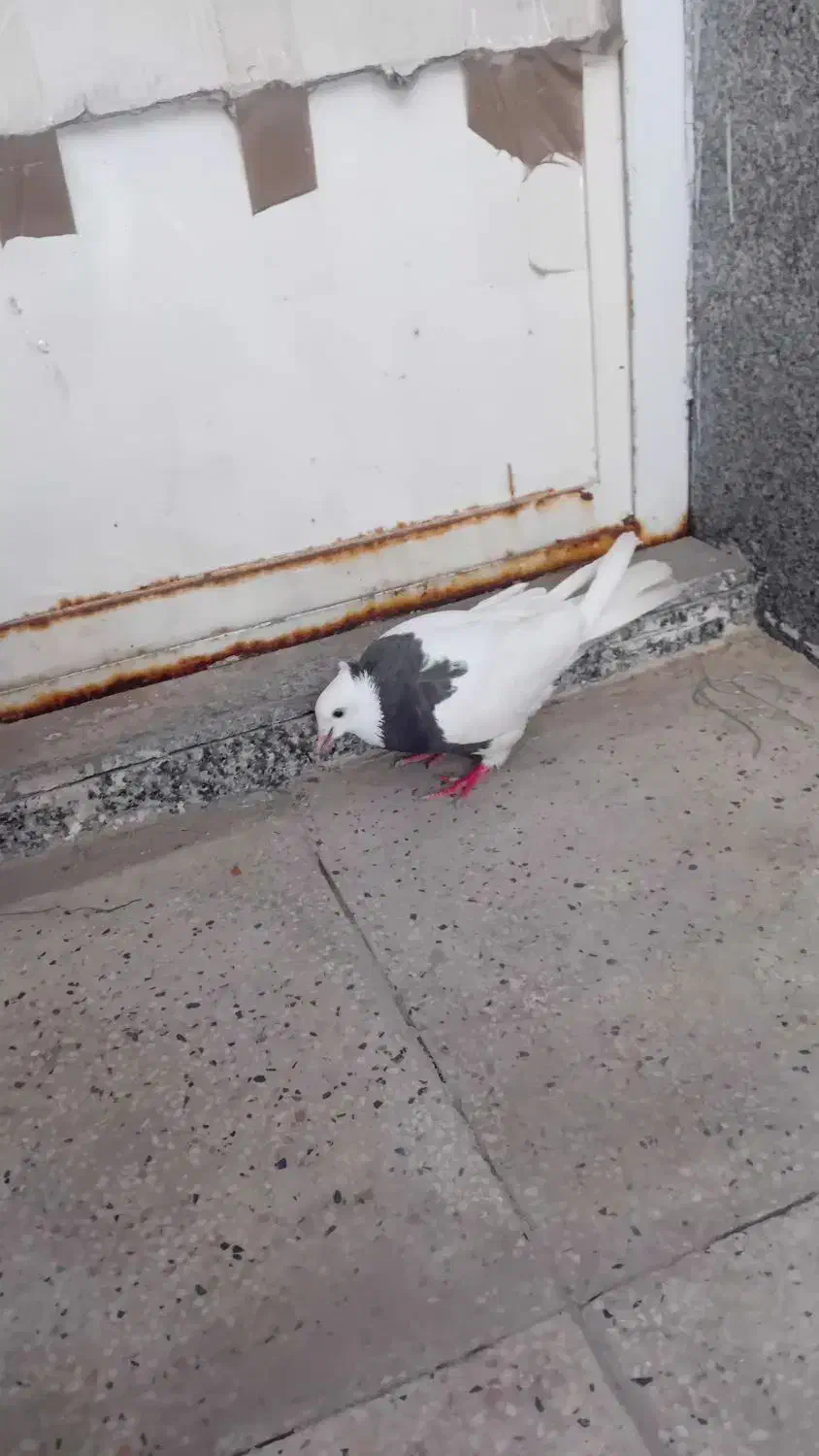 گمشده|حیوانات|اهواز, پردیس دو|دیوار