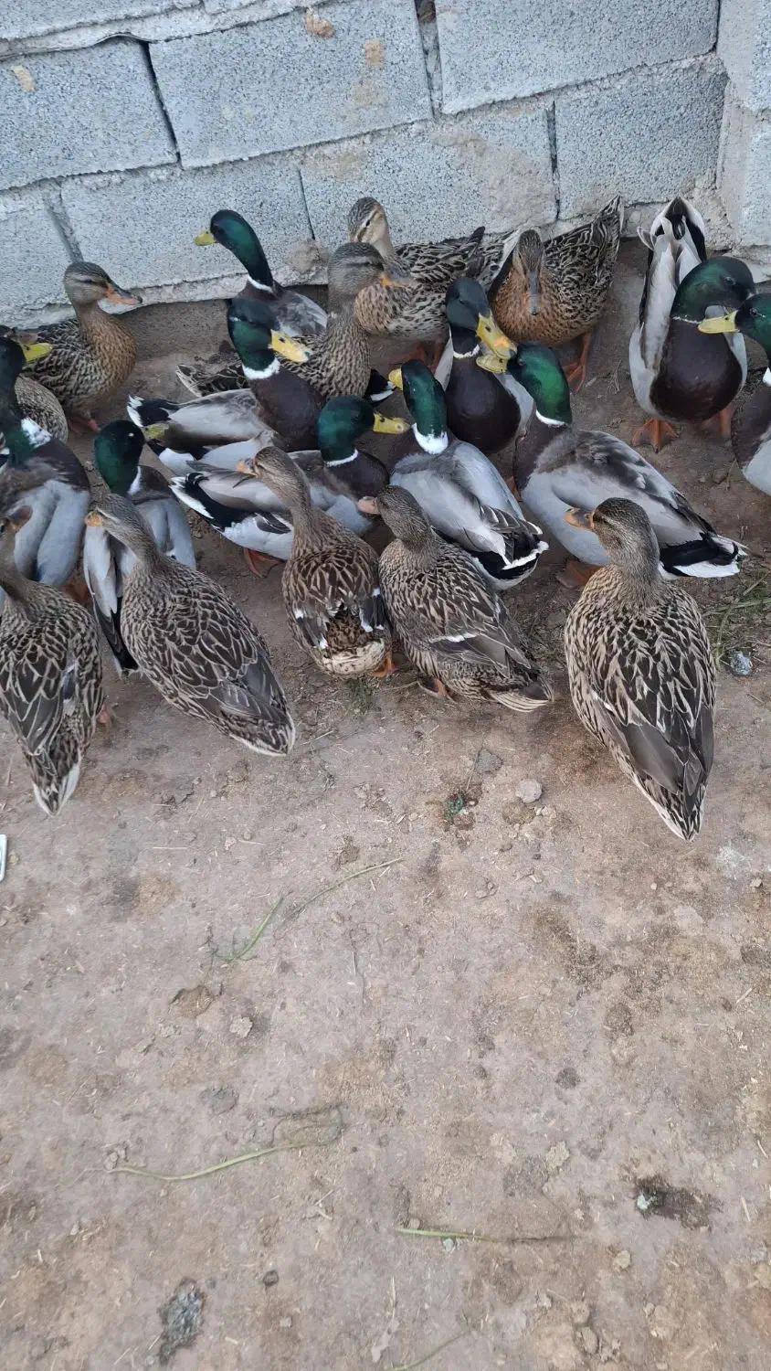 اردک سبز خضیری|حیوانات مزرعه|شادگان, |دیوار