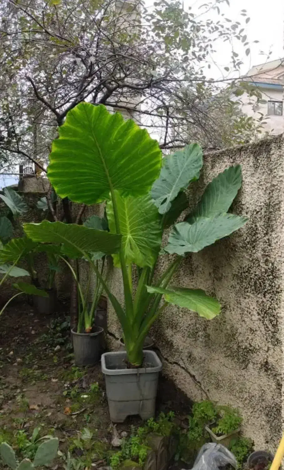 درخت تزئینی و بابا آدم|گل و گیاه طبیعی|شیراز, میرزاکوچک خان|دیوار