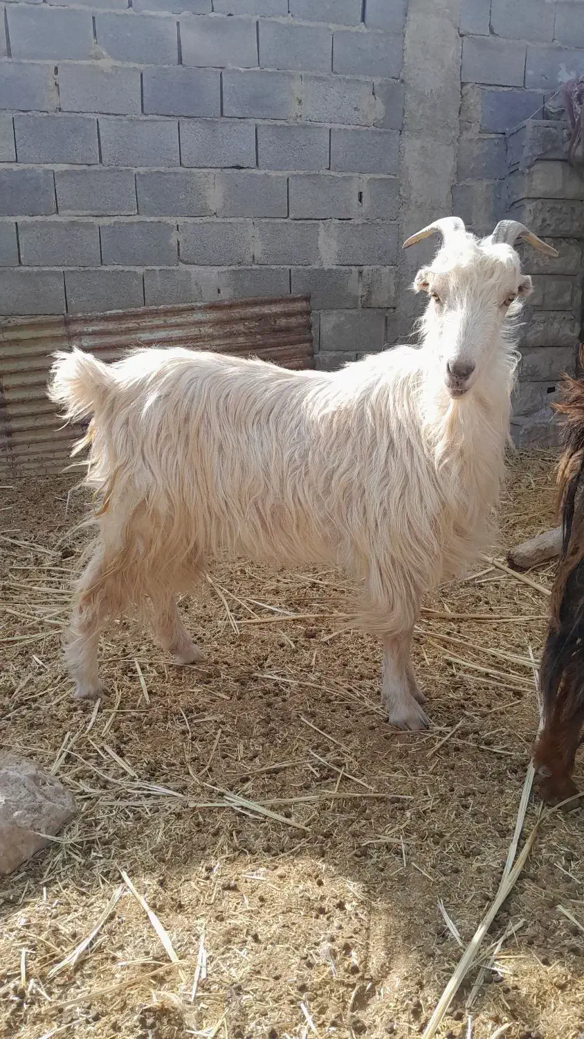 بز چاق و عالی|حیوانات مزرعه|مرودشت, مجد آباد|دیوار