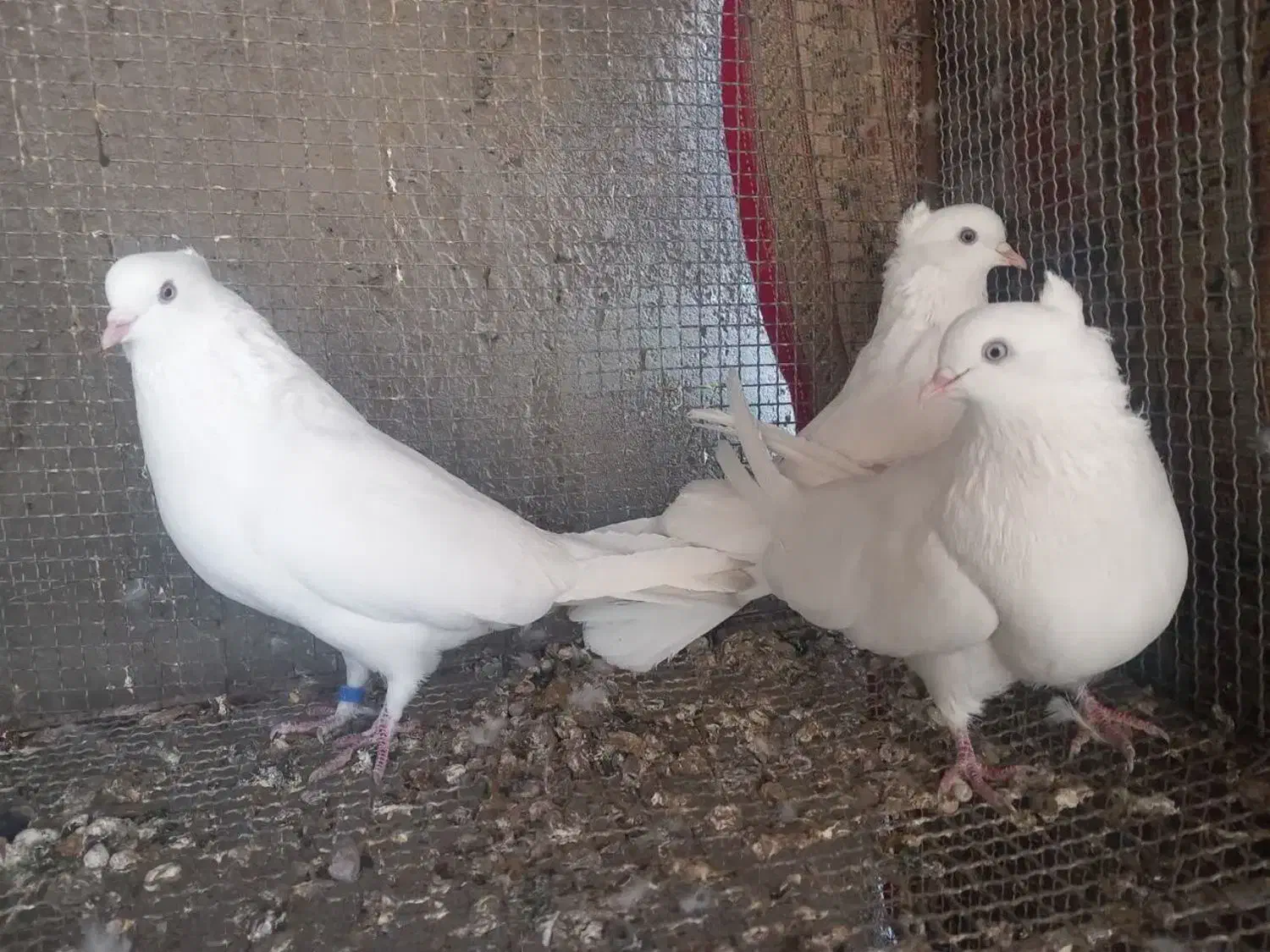 سفید چشم سفید|پرنده|بم, |دیوار