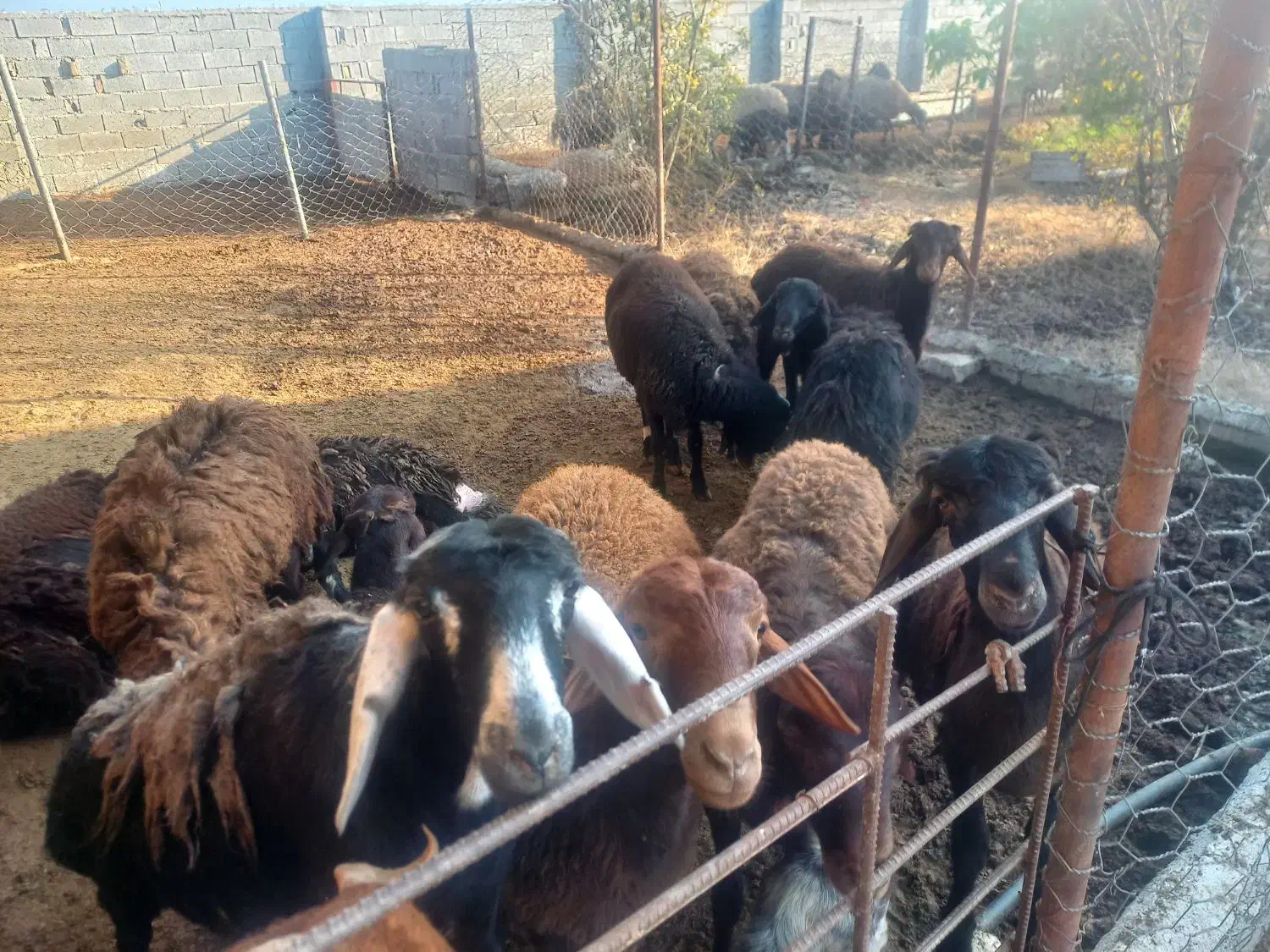 فروش۱۳ بره پرواری قزل افشاری|حیوانات مزرعه|سورک, |دیوار