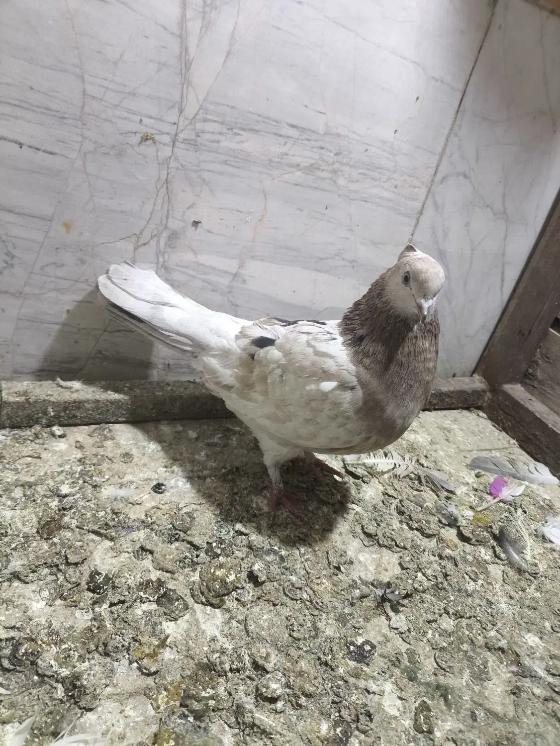 کفتر|پرنده|پاکدشت, پاکدشت (مامازند)|دیوار