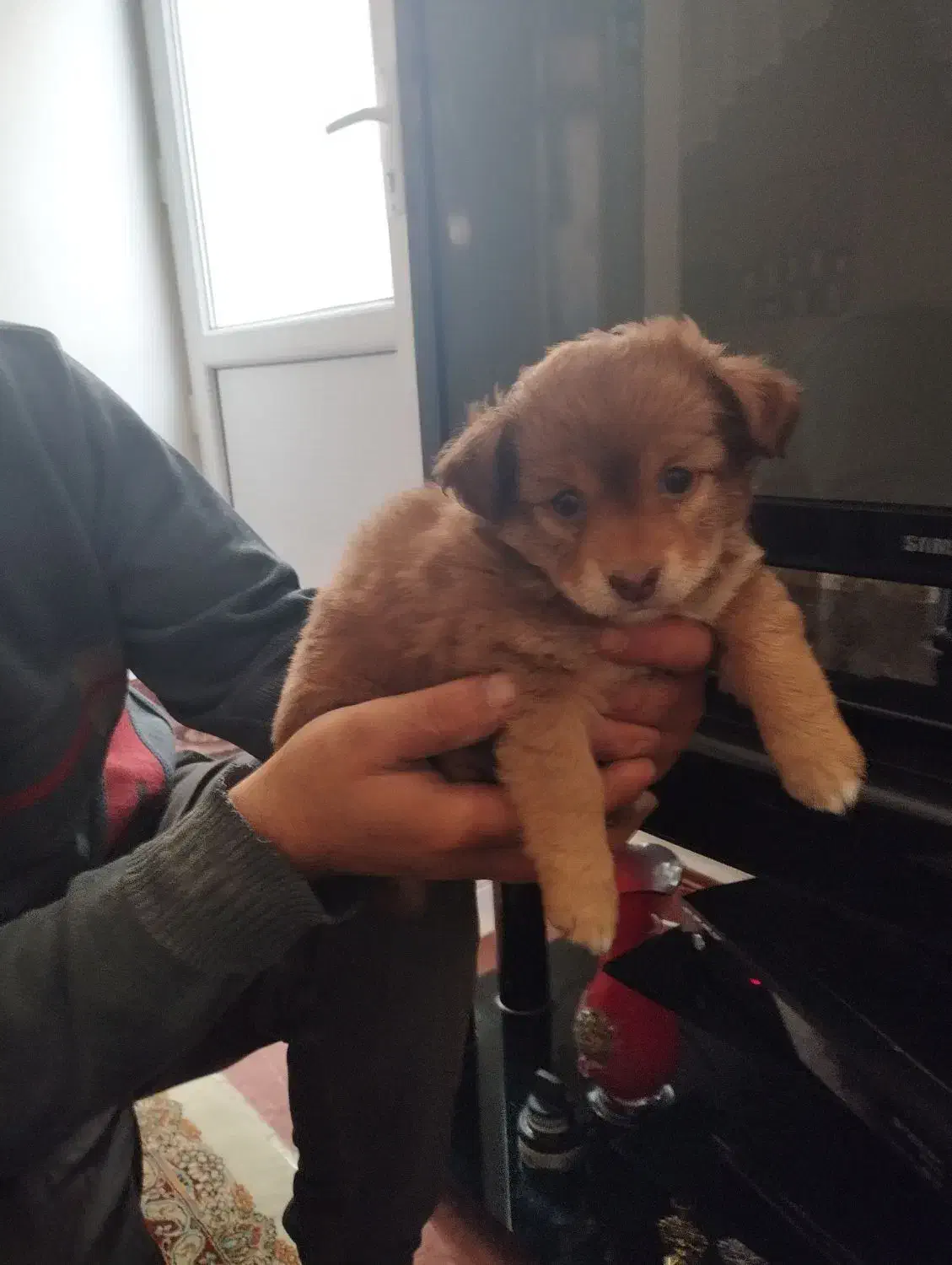 واگذاری توله سگ|سگ|تبریز, |دیوار