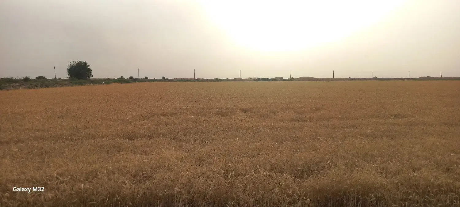گندم چمران ۲|خدمات باغبانی و درختکاری|شوشتر, |دیوار