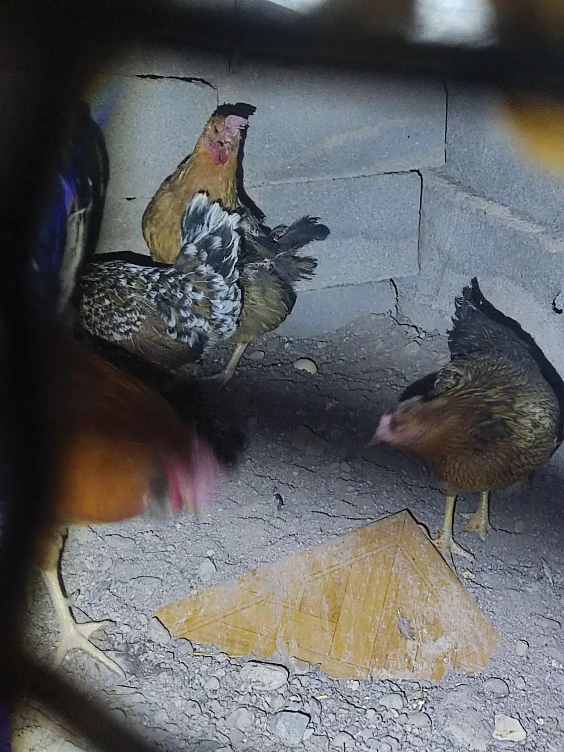 مرغ و خروس|حیوانات مزرعه|بم, |دیوار