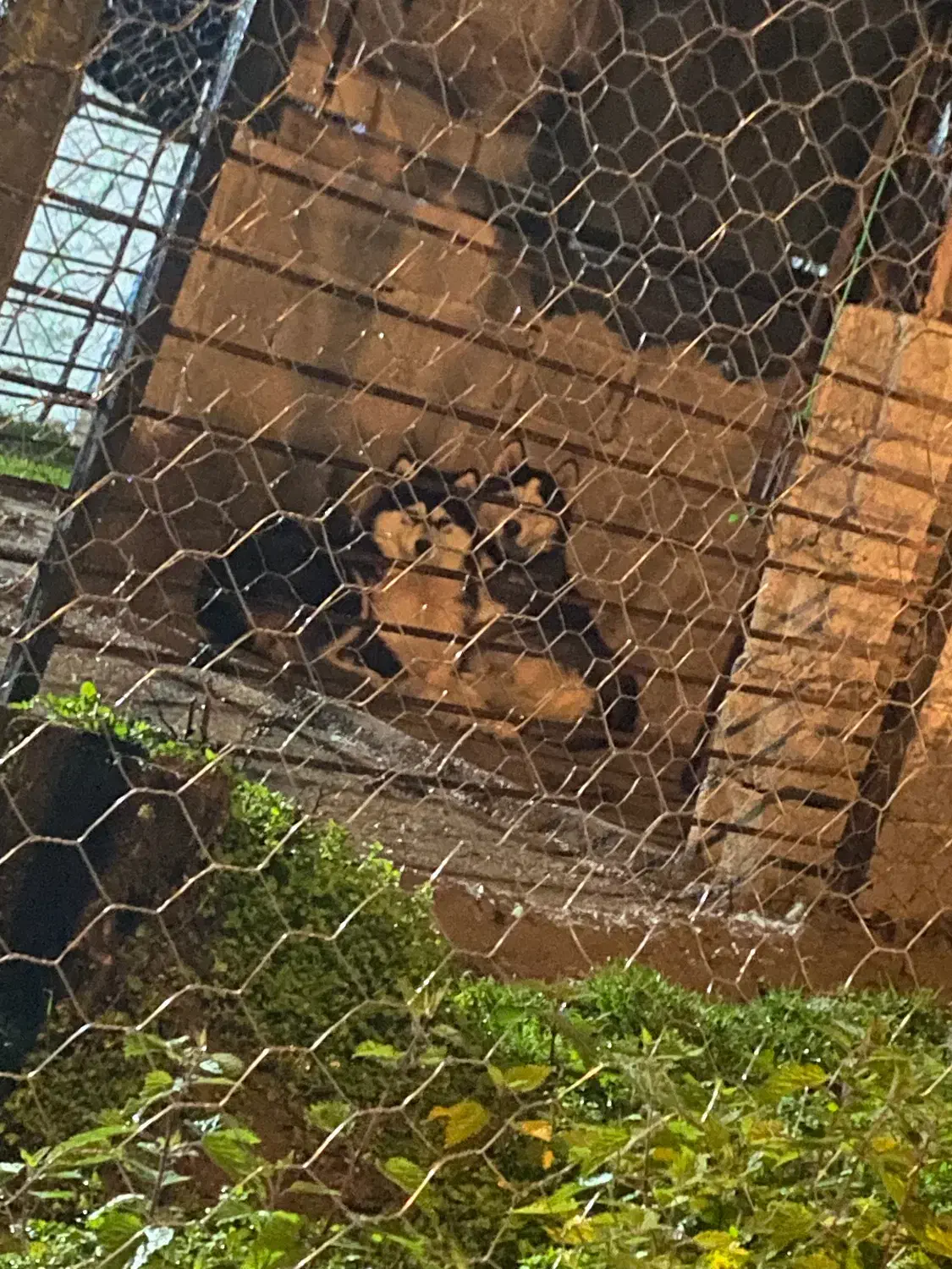 هاسکی نر سیبری ماده مالا موت|سگ|رشت, حومه رشت|دیوار