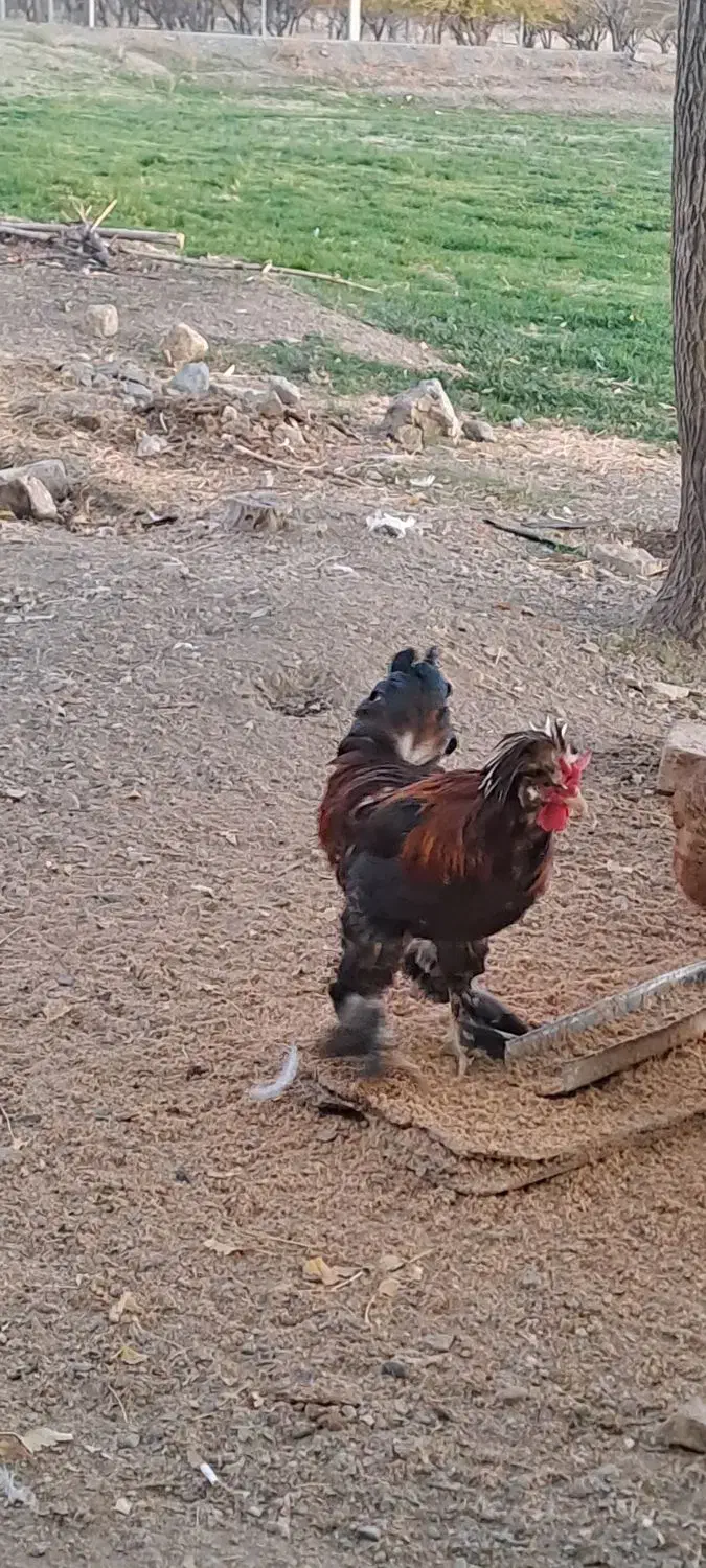 خورس پر پا|حیوانات مزرعه|کنگاور, |دیوار