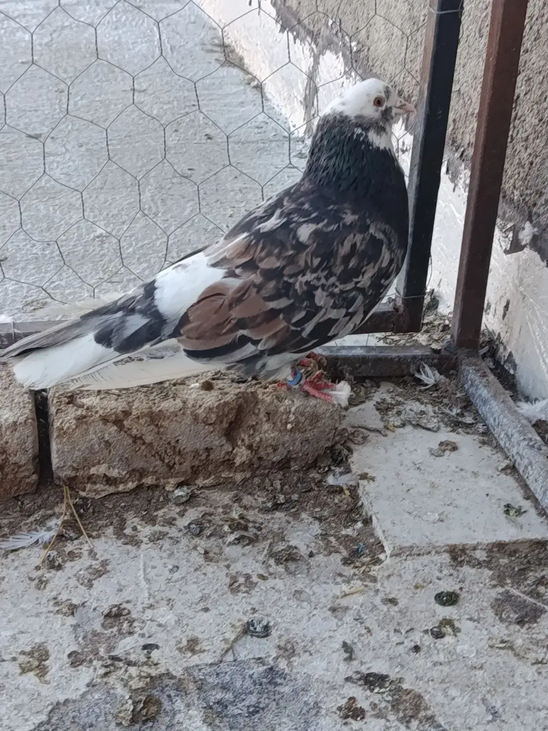 توقی|پرنده|اردبیل, |دیوار