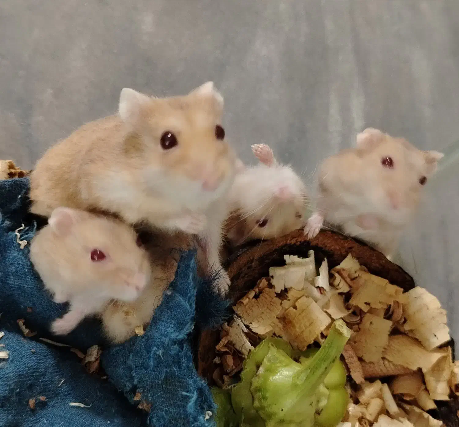 شش عدد همستر (کمپل)|موش و خرگوش|فاضل آباد, |دیوار