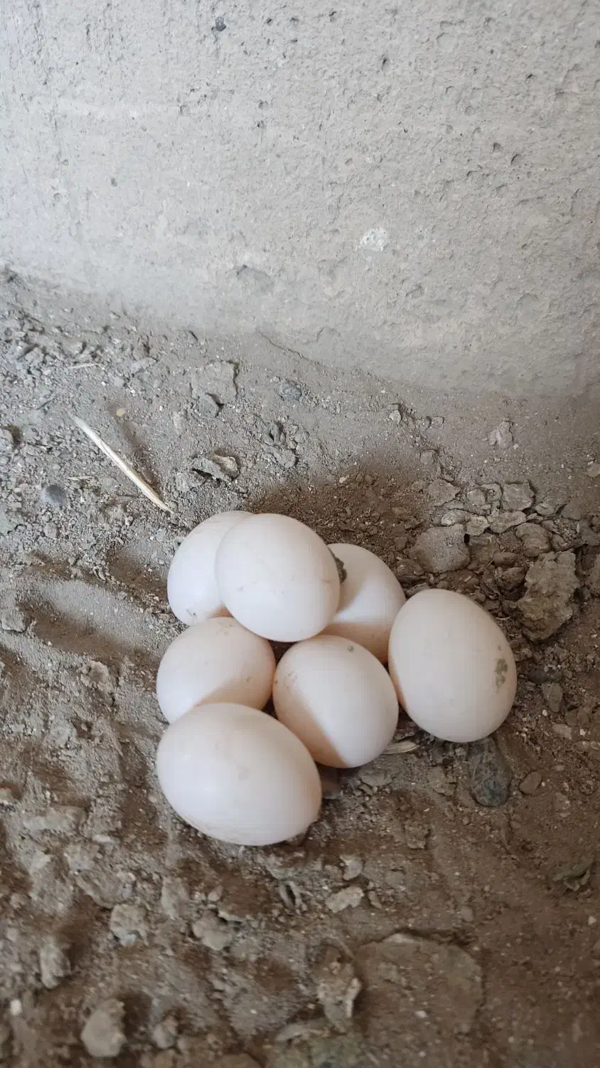 تخم کبوتر تازه|پرنده|اصفهان, جی شیر|دیوار