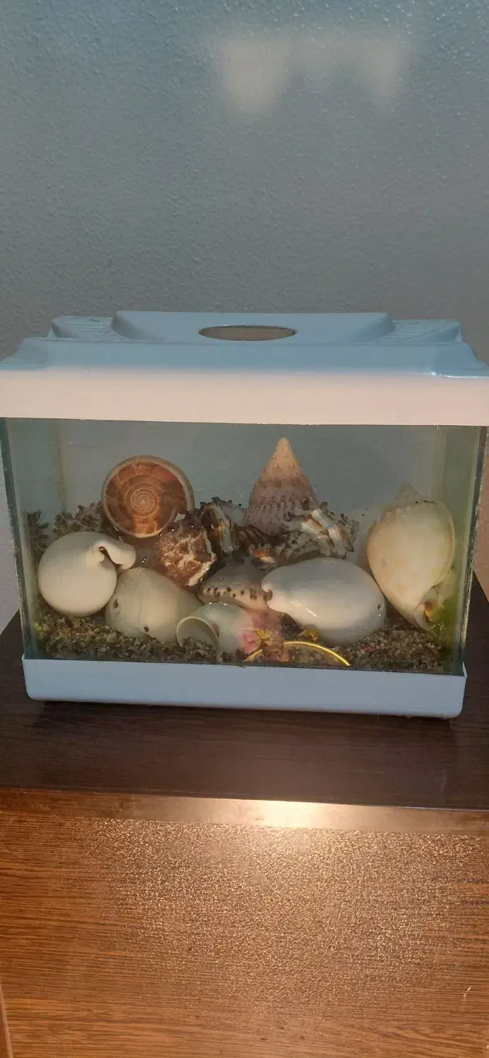 آکواریوم همراه با گوش ماهی و تزئینات آب شور|ماهی|شاهینشهر, حافظ جنوبی|دیوار