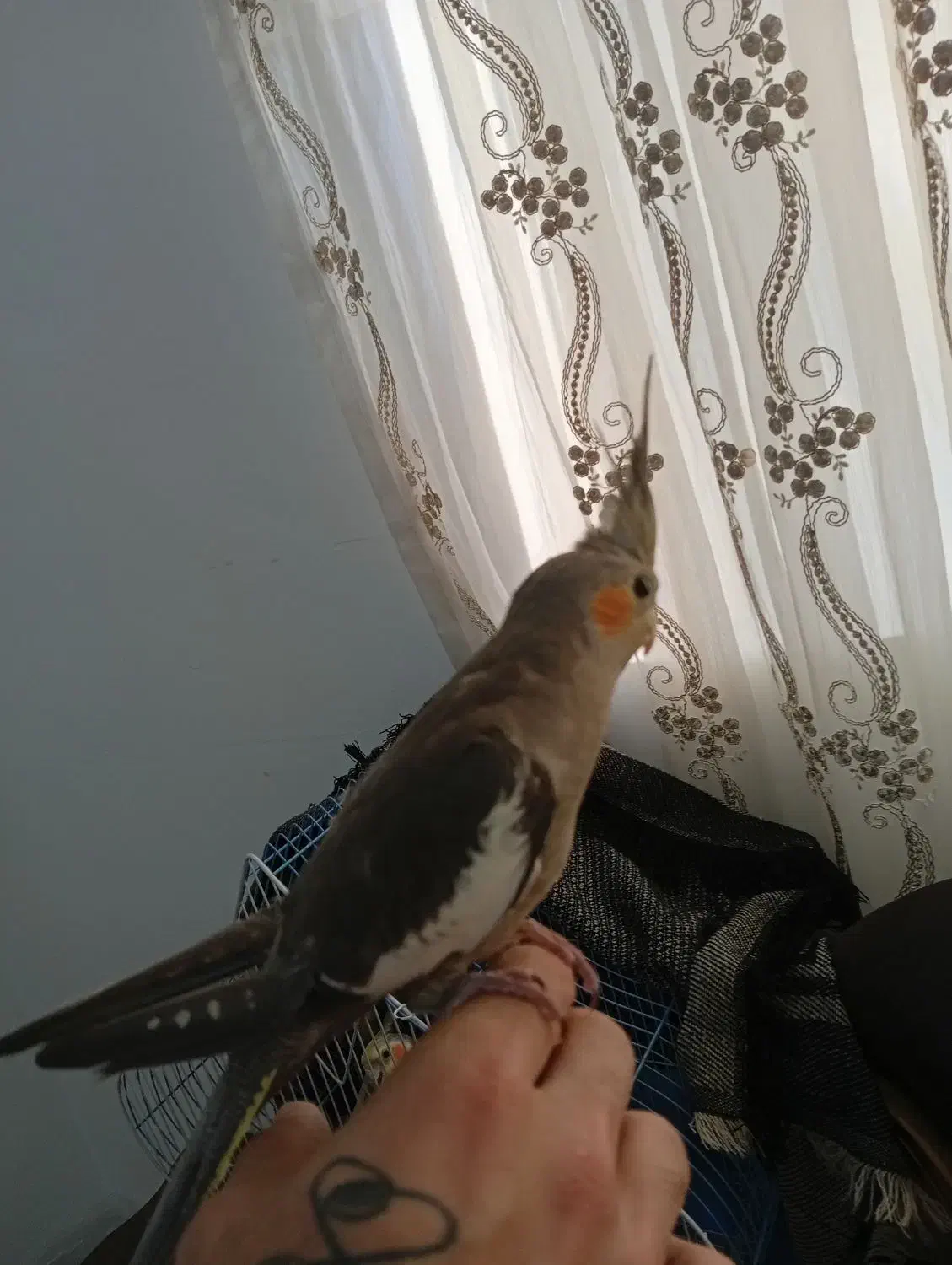 یک جفت عروس هلندی نرو ماده زیبا مفت|پرنده|املش, |دیوار